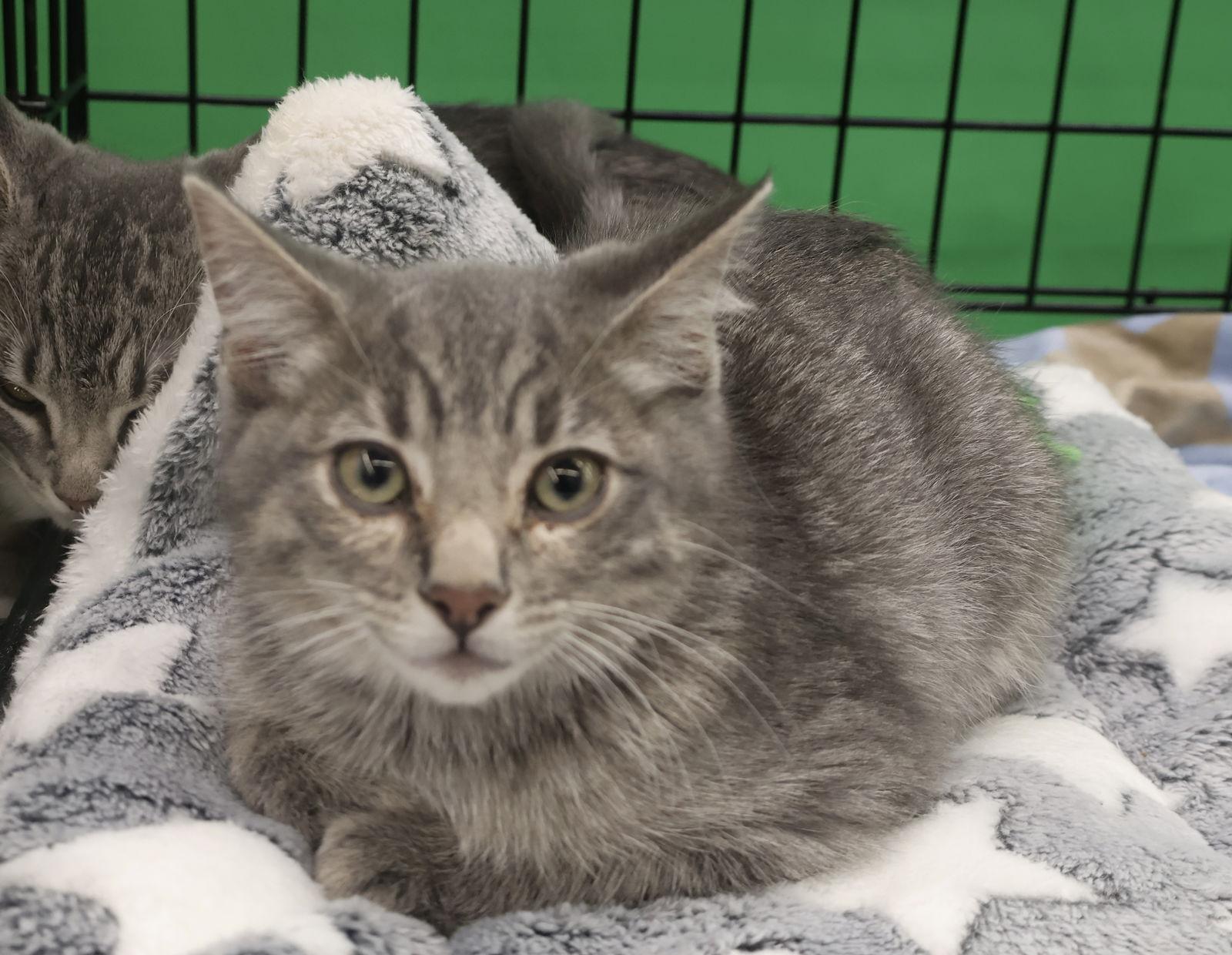 Runty, a Adoptable Domestic Short Hair in Crystal, MN image 1/3