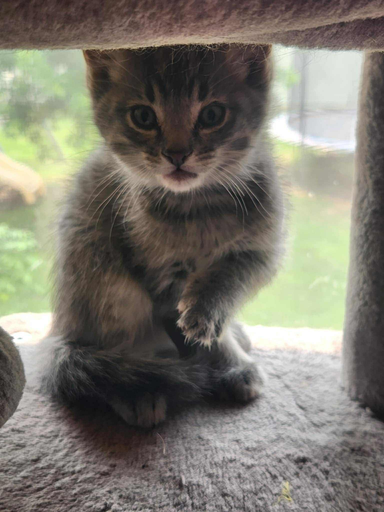 Runty, Adoptable, Kitten Male Domestic Short Hair.