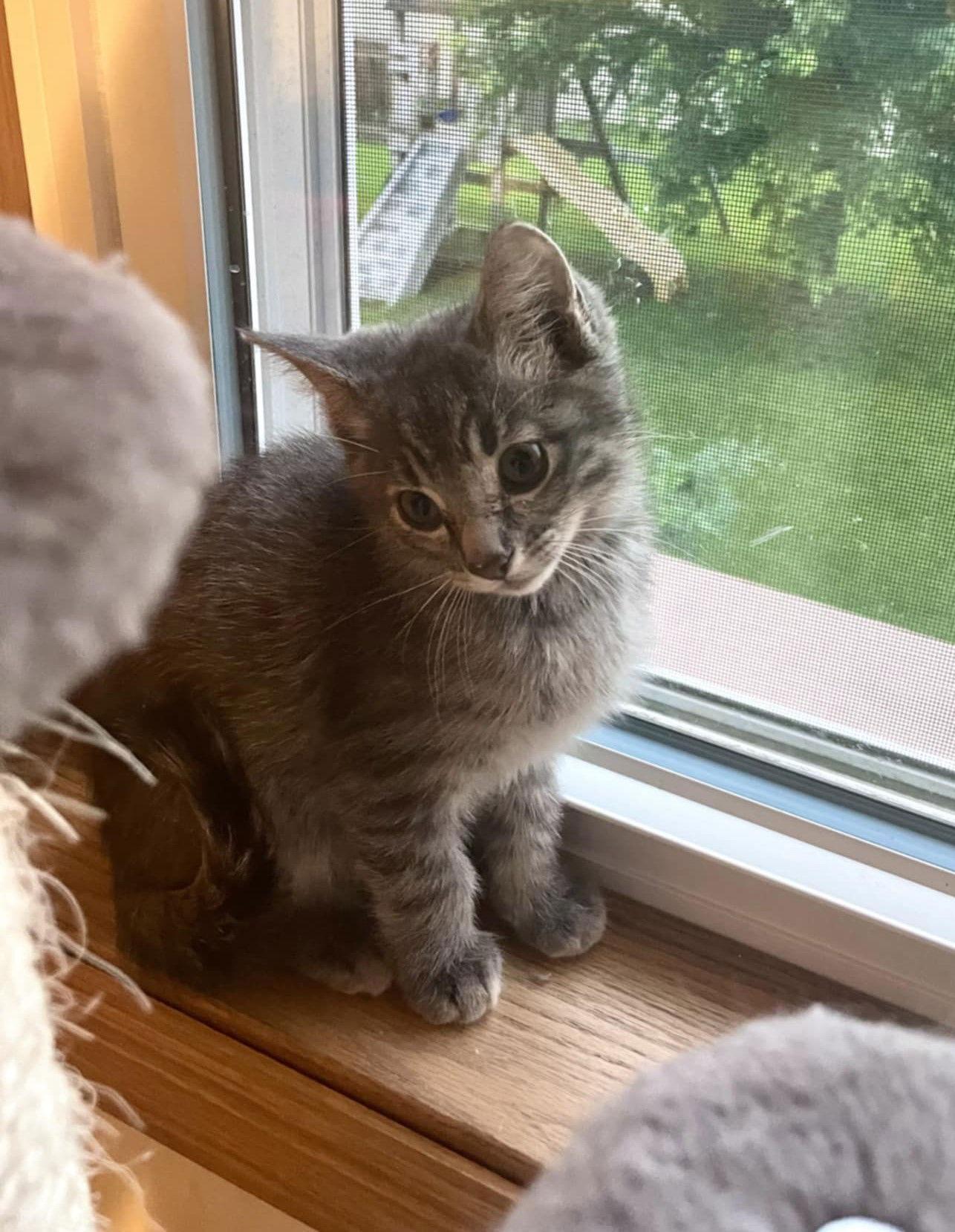 Runty, a Adoptable Domestic Short Hair in Crystal, MN image 3/3