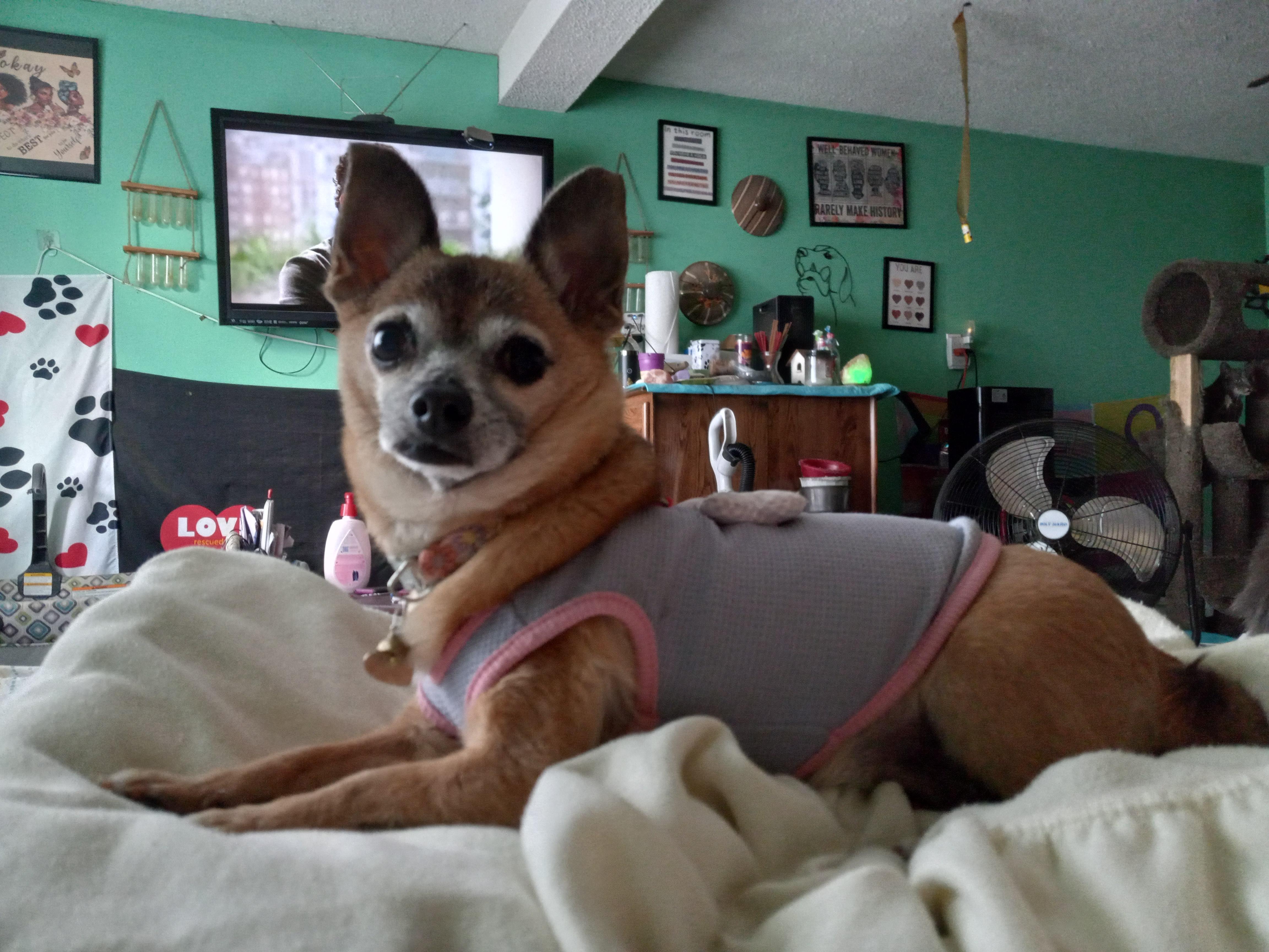 Chiquita, adopted, Adult Female Chihuahua.