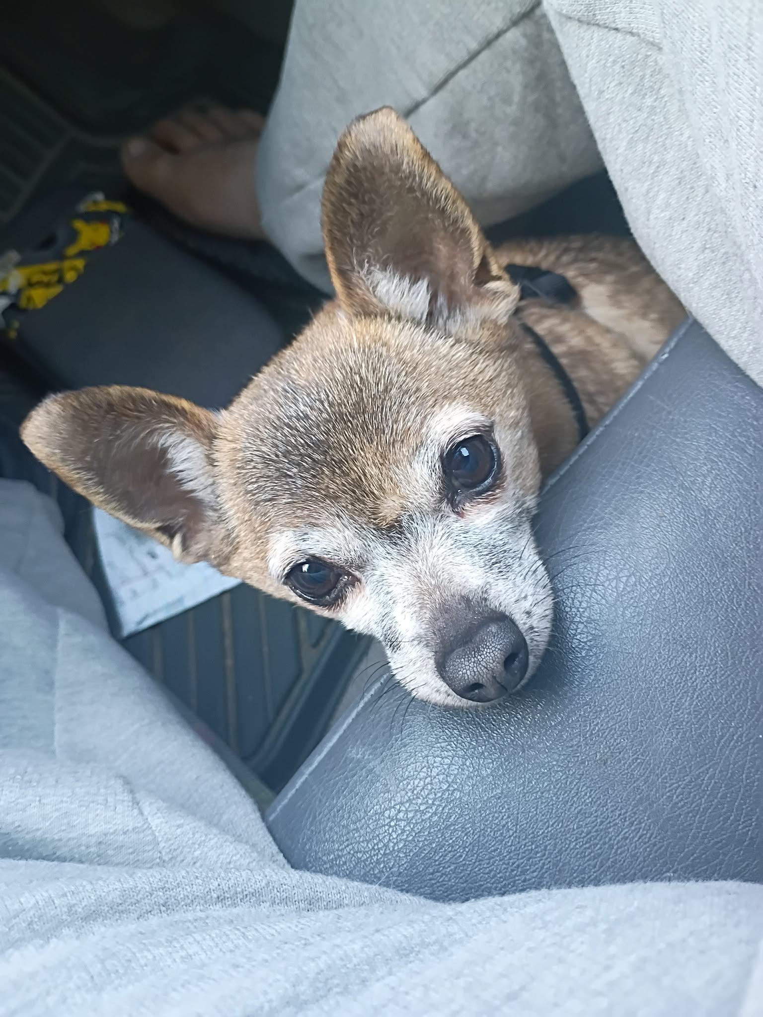 Chiquita, a Adoptable Chihuahua in Huntington, IN image 6/6