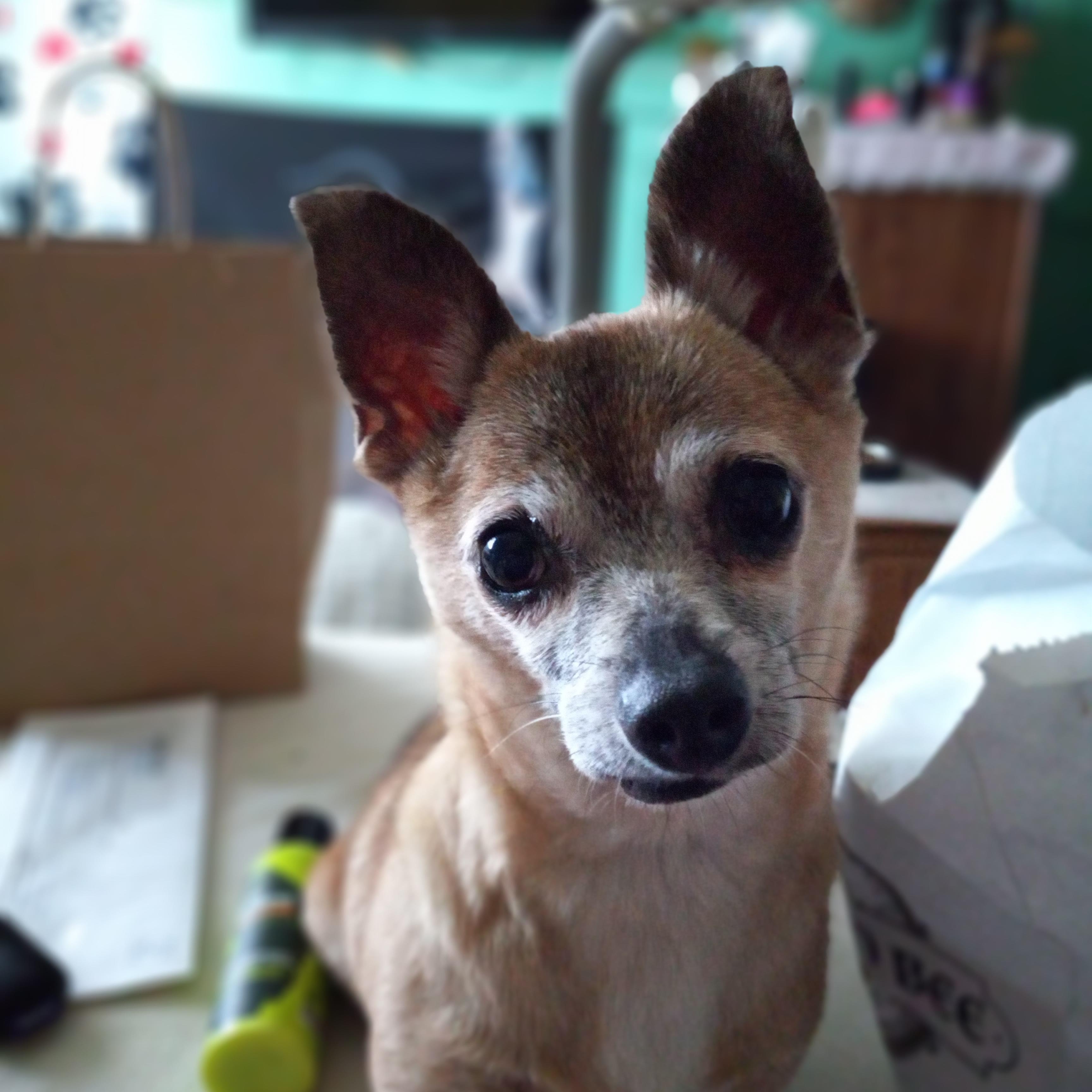 Chiquita, a Adoptable Chihuahua in Huntington, IN image 2/6