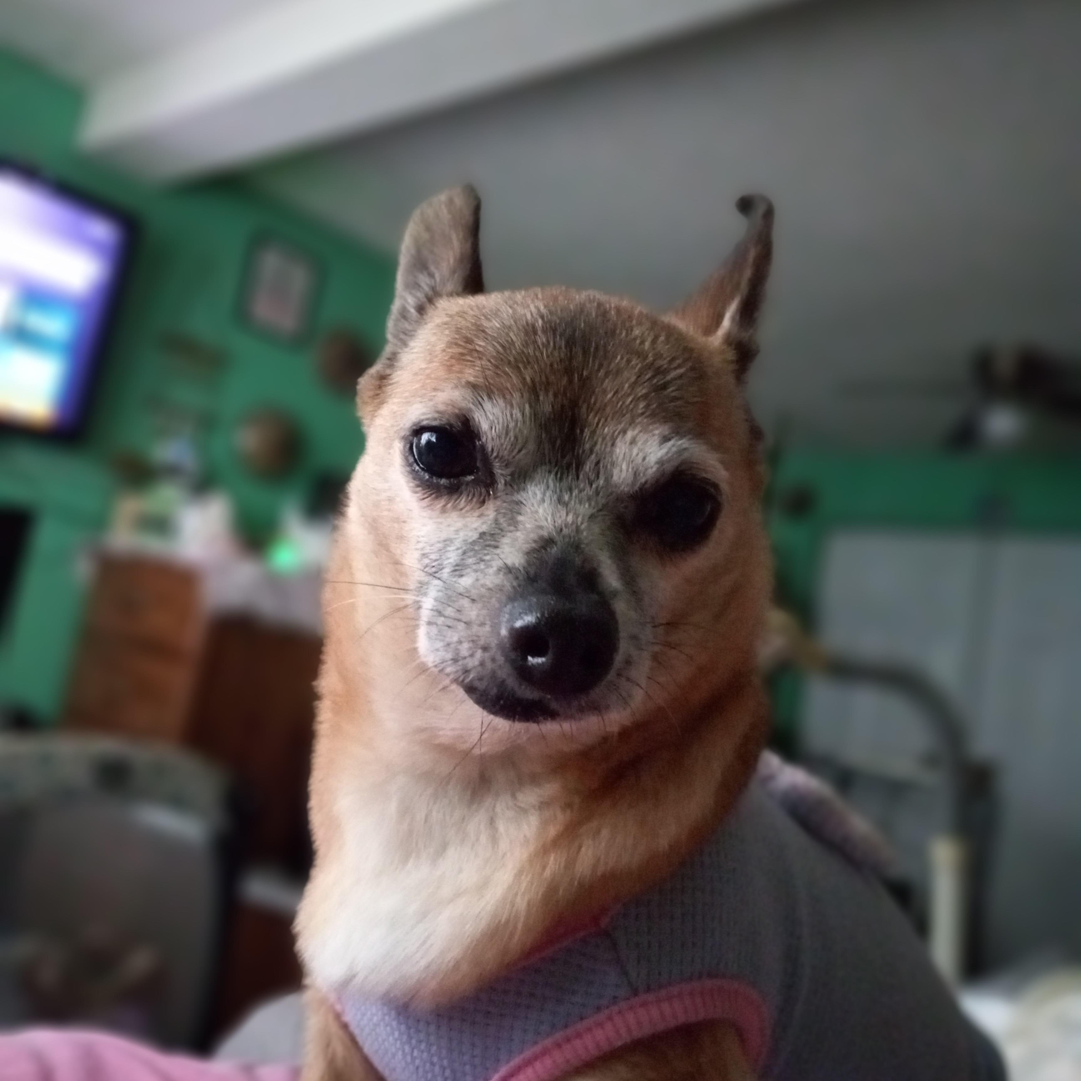 Chiquita, a Adoptable Chihuahua in Huntington, IN image 3/6