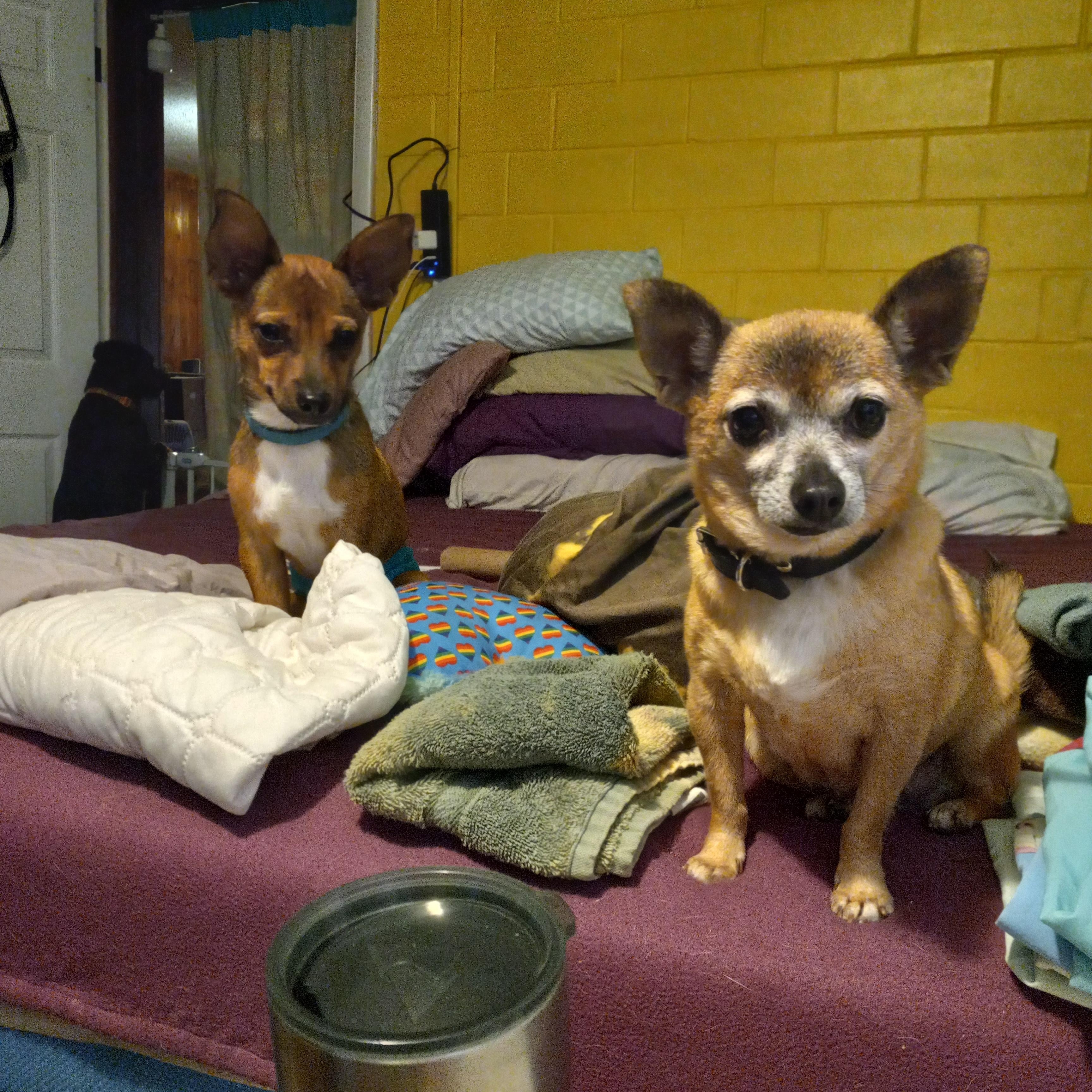 Chiquita, a Adoptable Chihuahua in Huntington, IN image 4/6