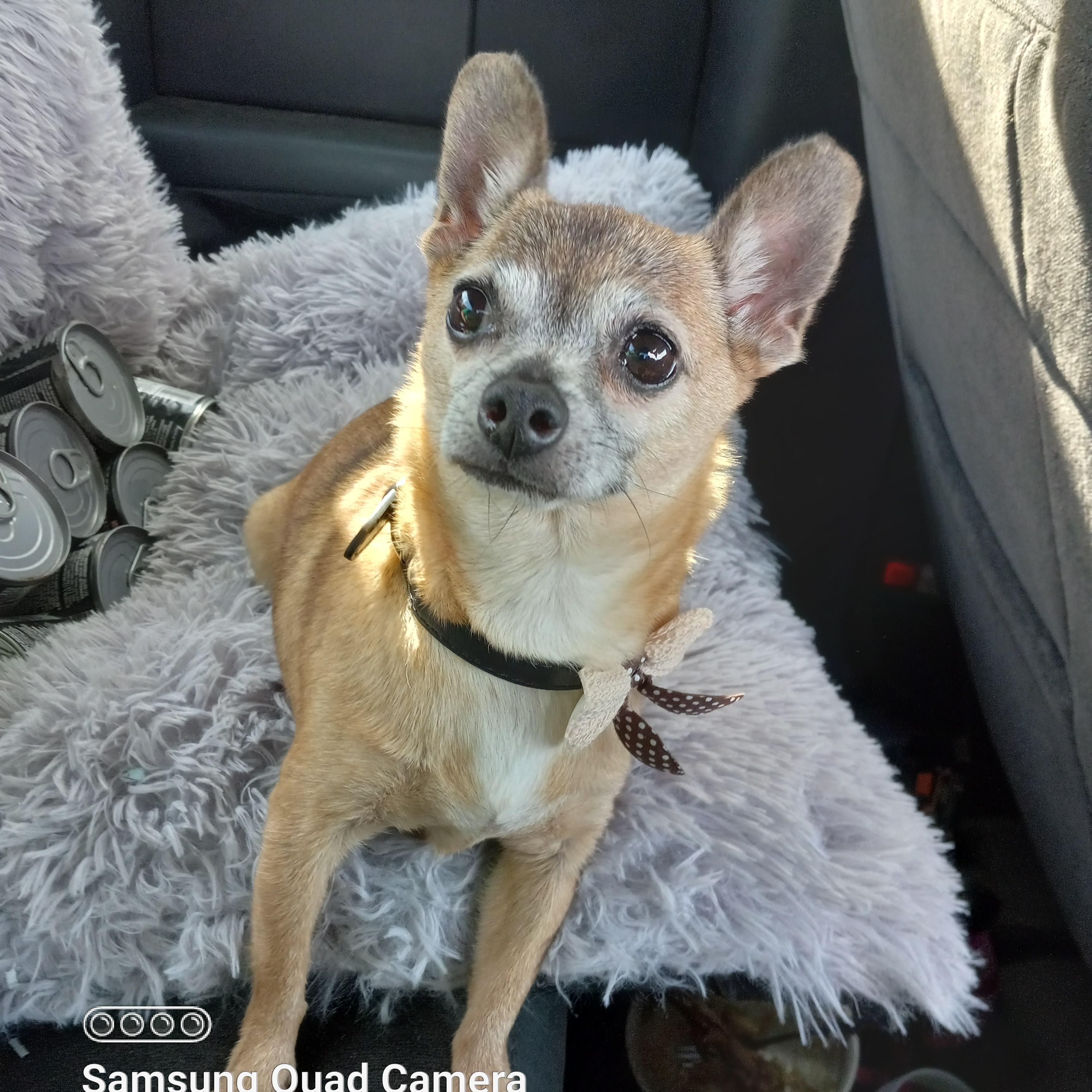 Chiquita, a Adoptable Chihuahua in Huntington, IN image 5/6