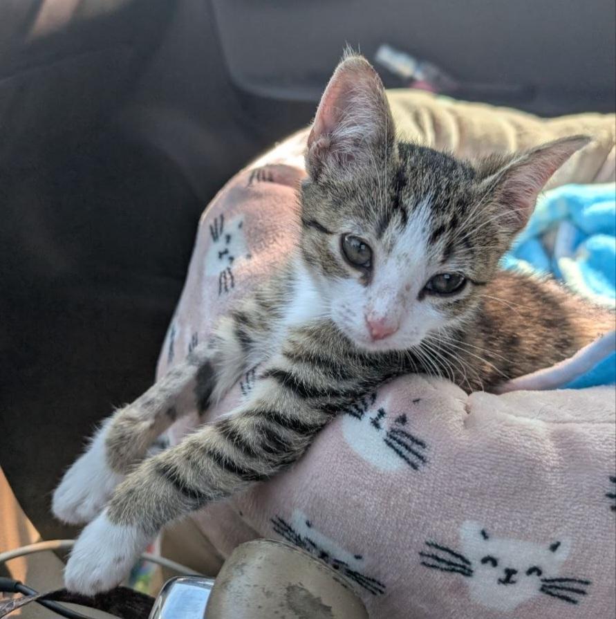 Lucky, an adopted Domestic Short Hair in Macclesfield, NC image 2/3