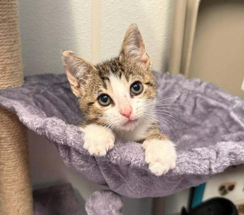 Lucky, an adopted Domestic Short Hair in Macclesfield, NC image 1/3