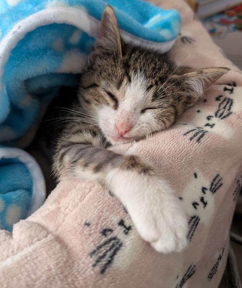 Lucky, an adopted Domestic Short Hair in Macclesfield, NC image 3/3
