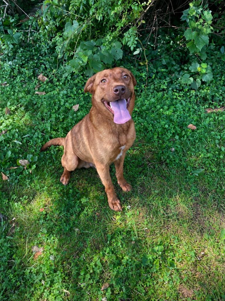 Enlarge Bennie, a ADOPTABLE mixed breed in Maysville, KY image 1/1