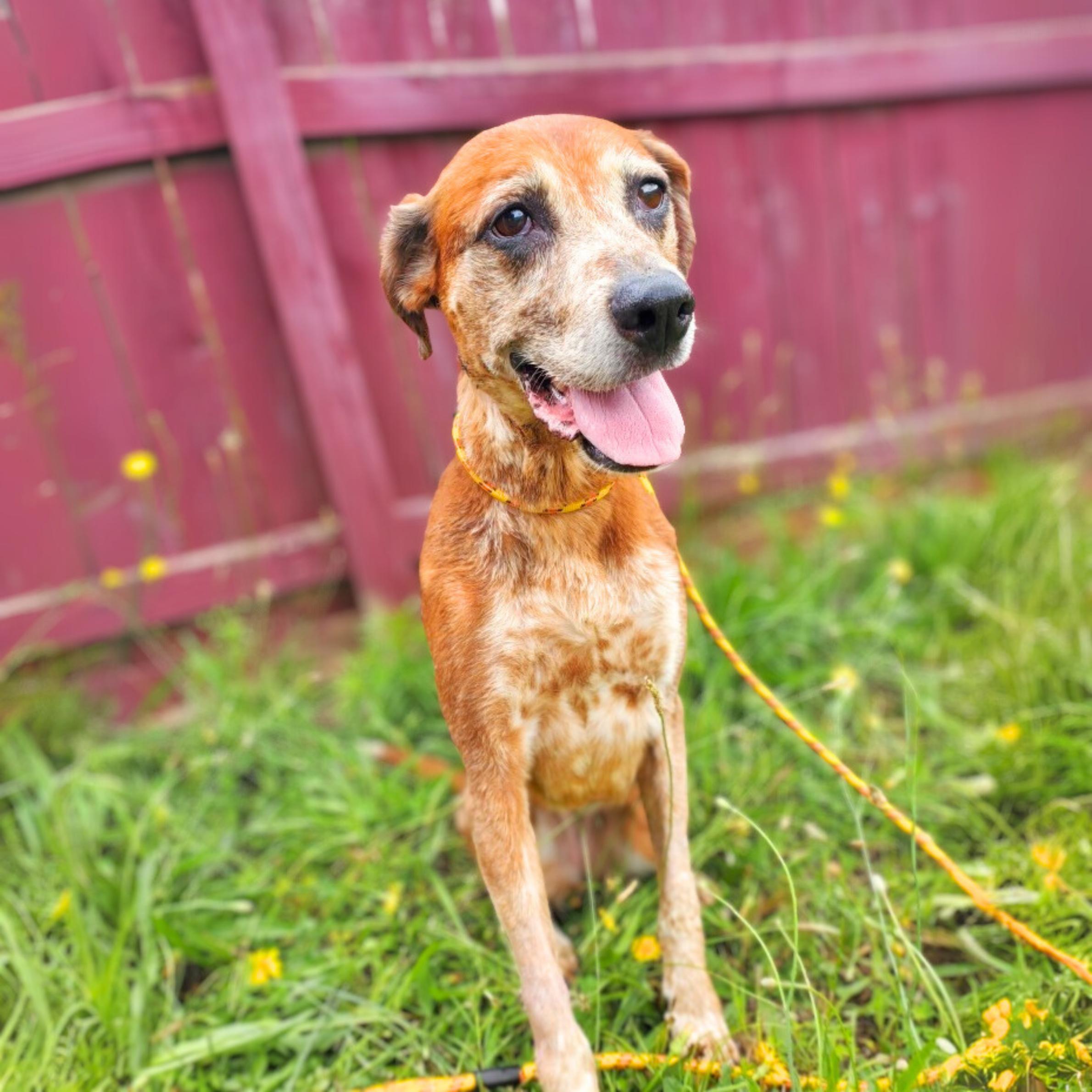 Terra English Coonhound Dog