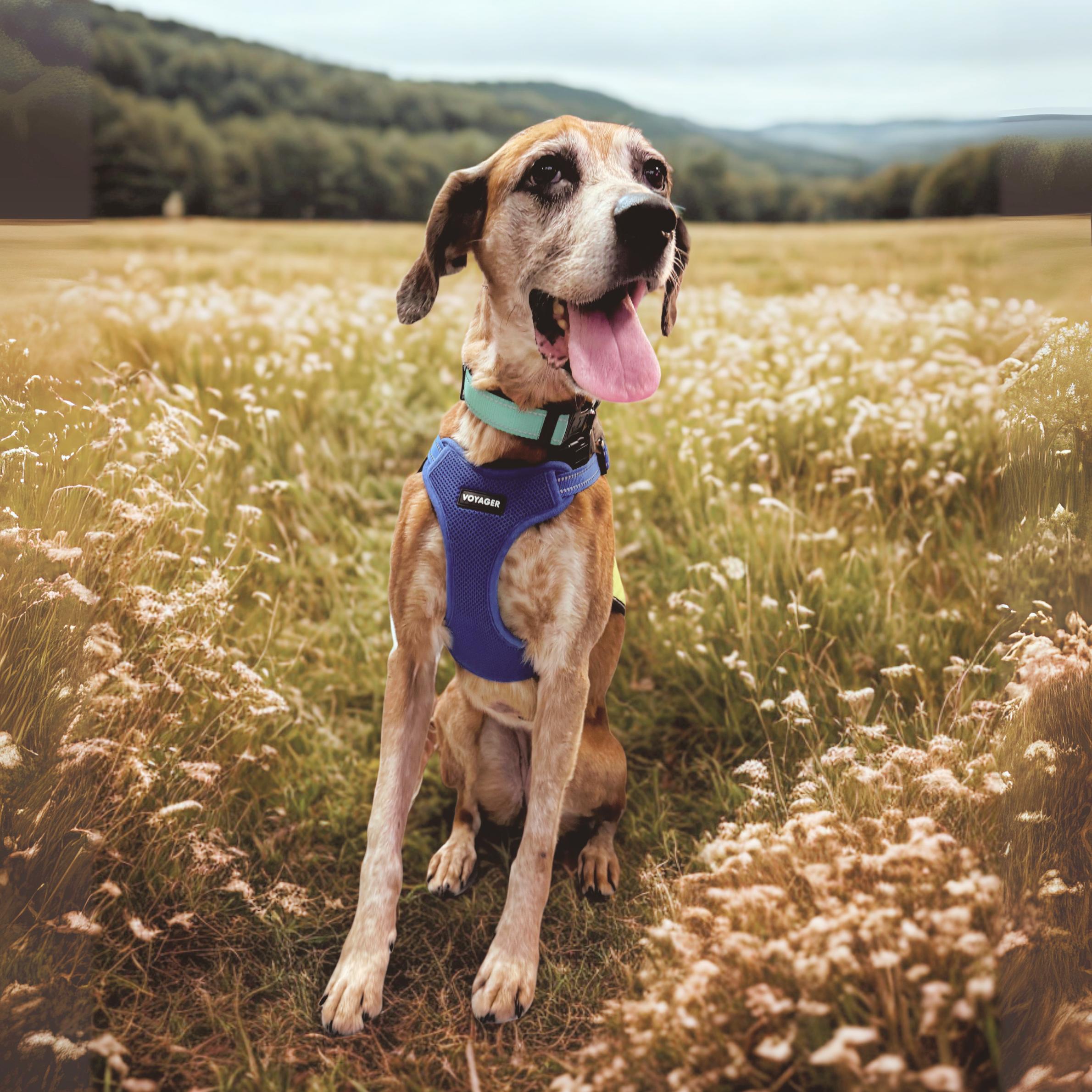 Age 8 years Size 40 lbs Good with dogs and people Terra was surrendered to the shelter after suf