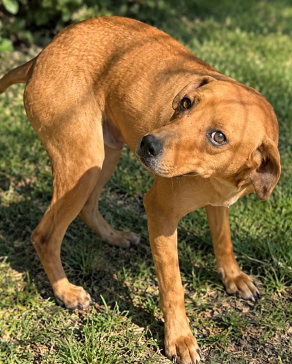 Enlarge Buster, a Adoptable mixed breed in Campbellsville, KY image 1/1