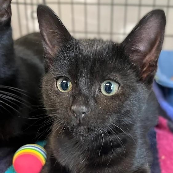 Tinsel, an adopted Domestic Short Hair in Montclair, NJ image 1/4