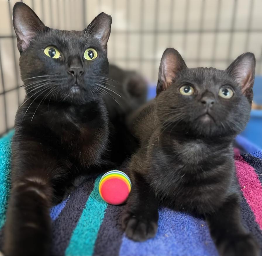 Tinsel, an adopted Domestic Short Hair in Montclair, NJ image 2/4