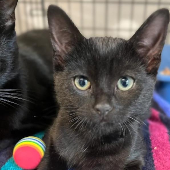 Tinsel, an adopted Domestic Short Hair in Montclair, NJ image 3/4