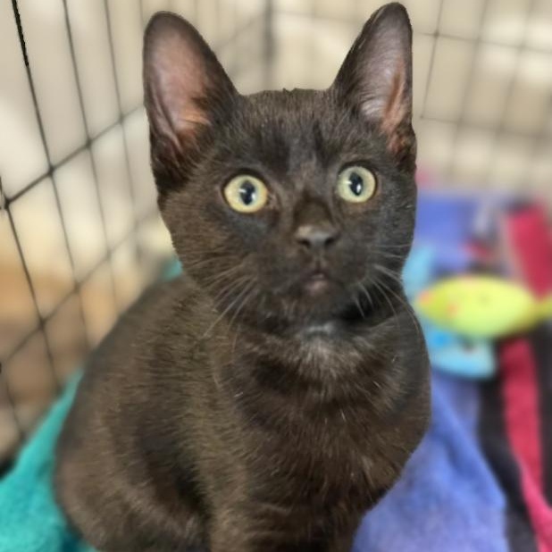 Tinsel, an adopted Domestic Short Hair in Montclair, NJ image 4/4