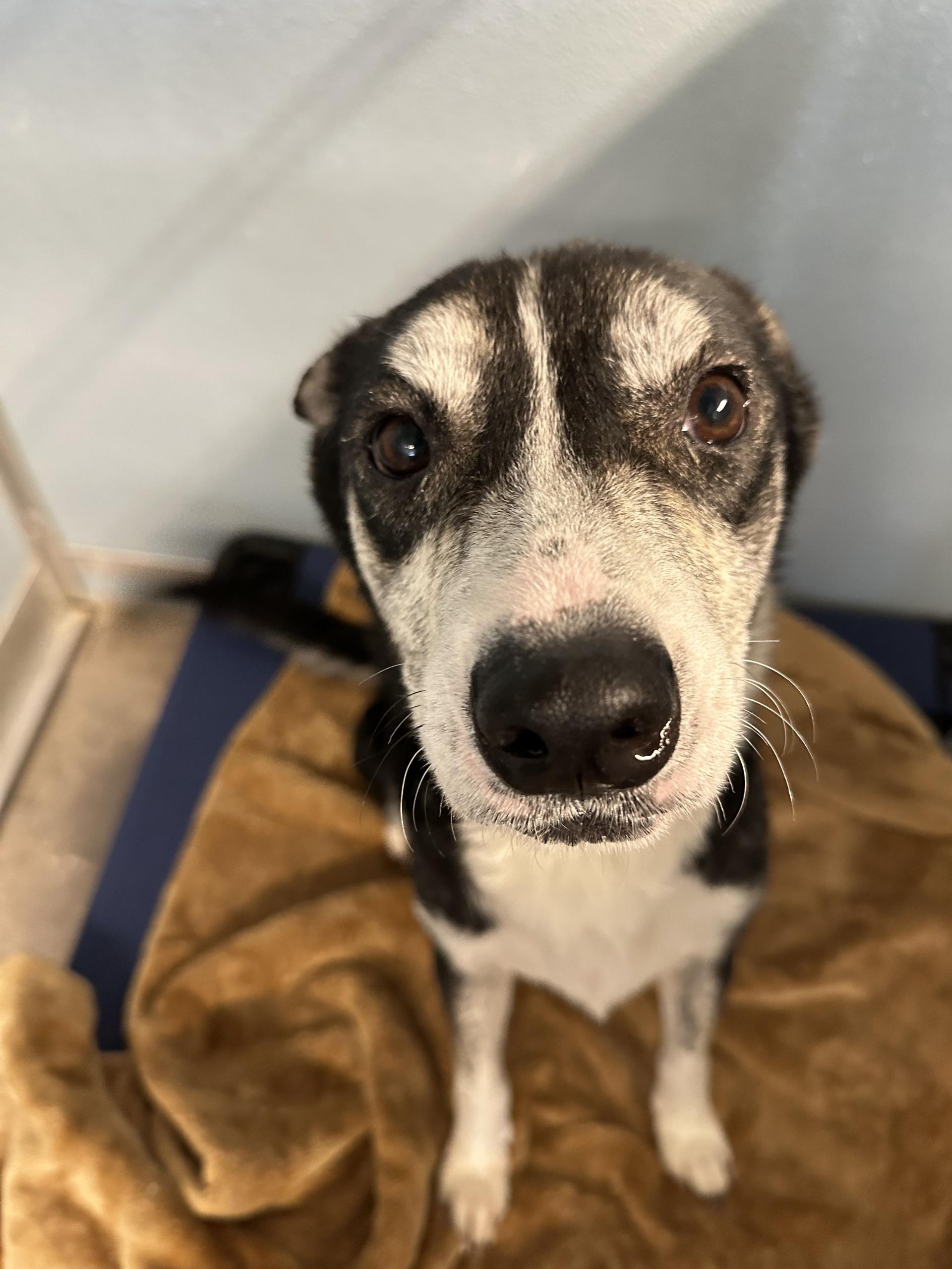 Enlarge Ada, a ADOPTABLE mixed breed in New Port Richey, FL image 5/5