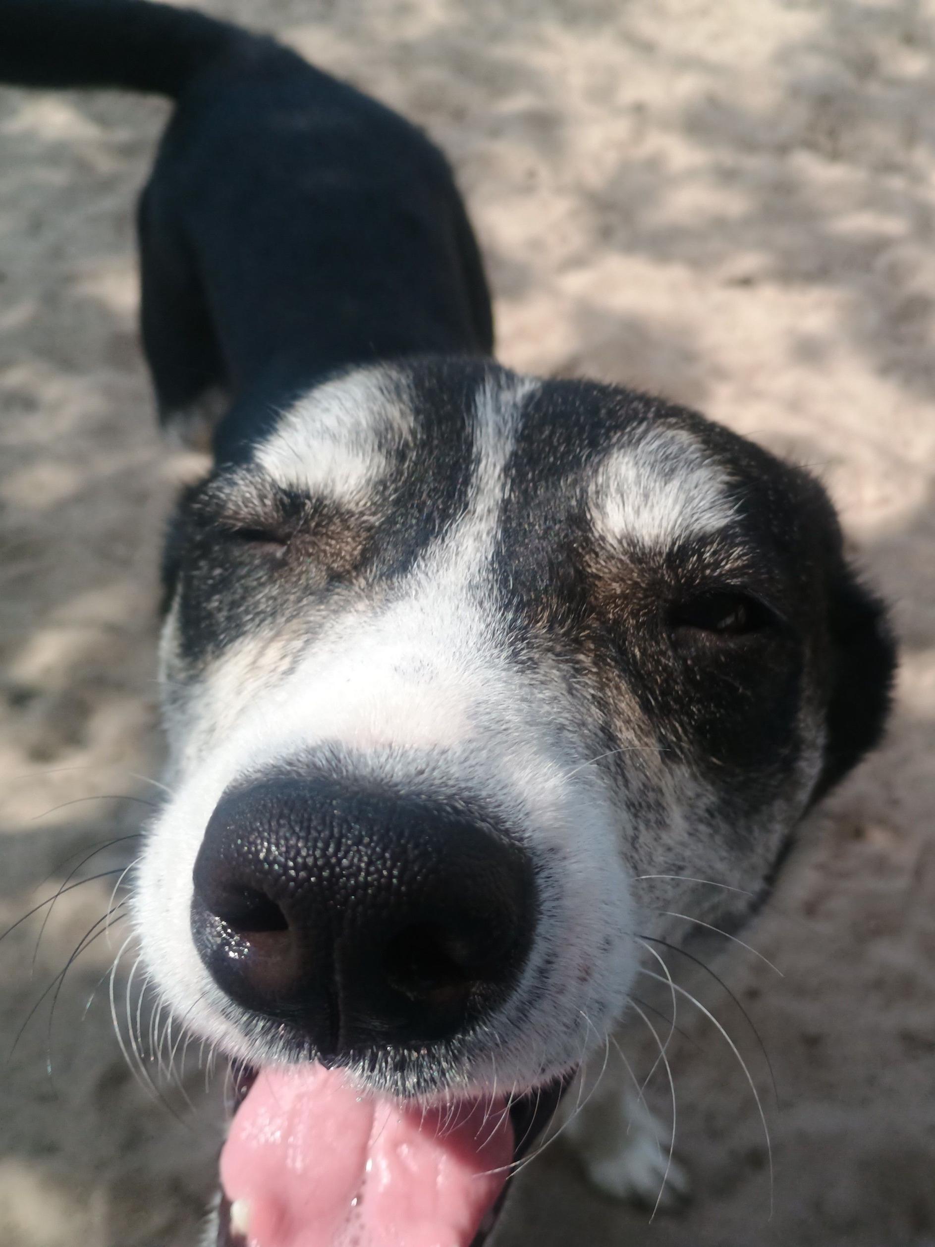 Enlarge Ada, a ADOPTABLE mixed breed in New Port Richey, FL image 3/5