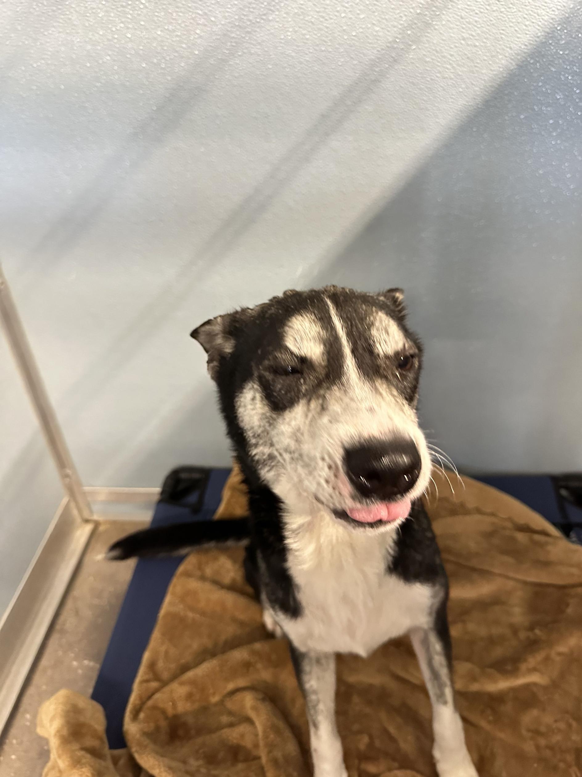 Enlarge Ada, a ADOPTABLE mixed breed in New Port Richey, FL image 4/5