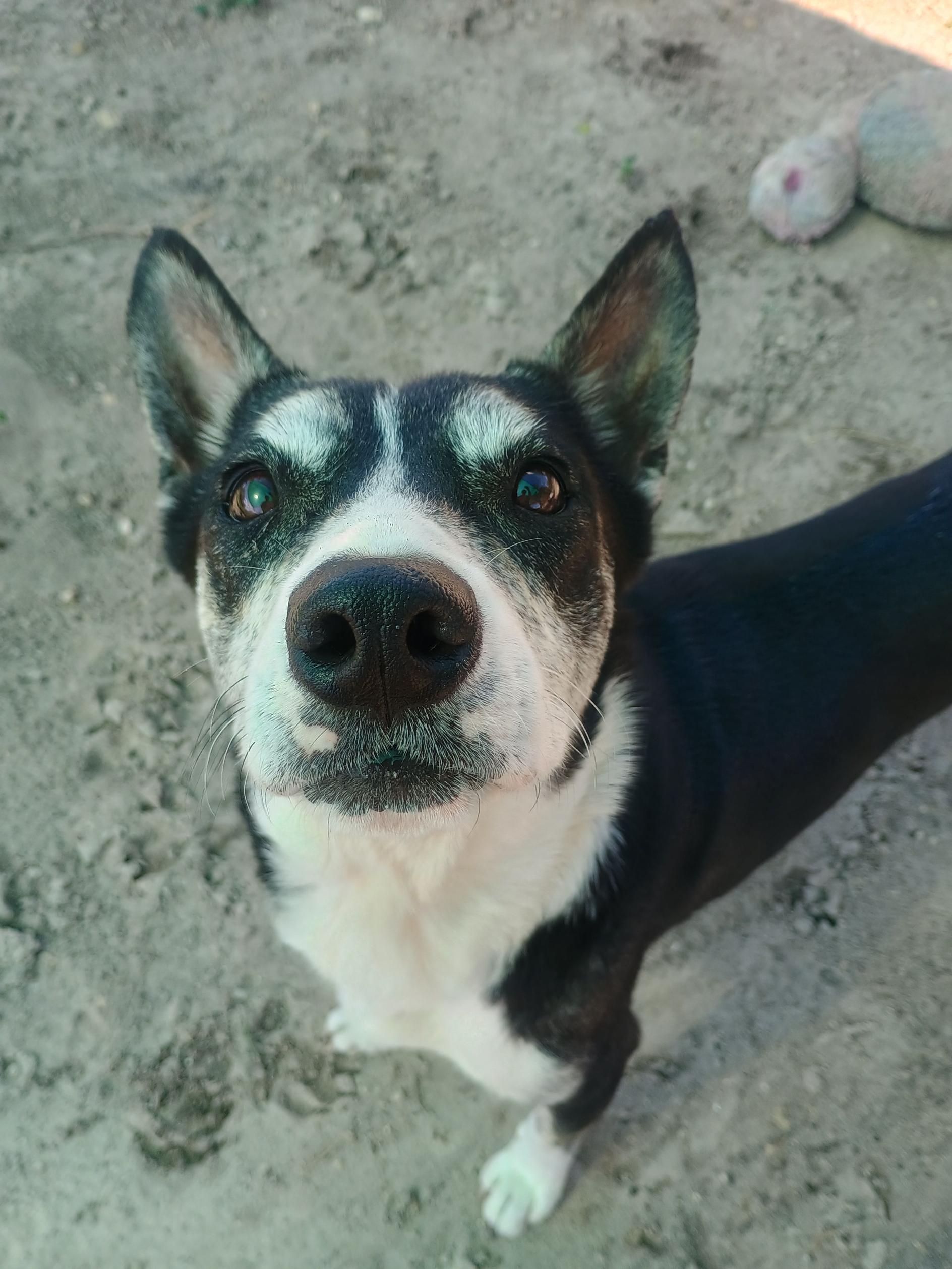 Enlarge Ada, a ADOPTABLE mixed breed in New Port Richey, FL image 2/5