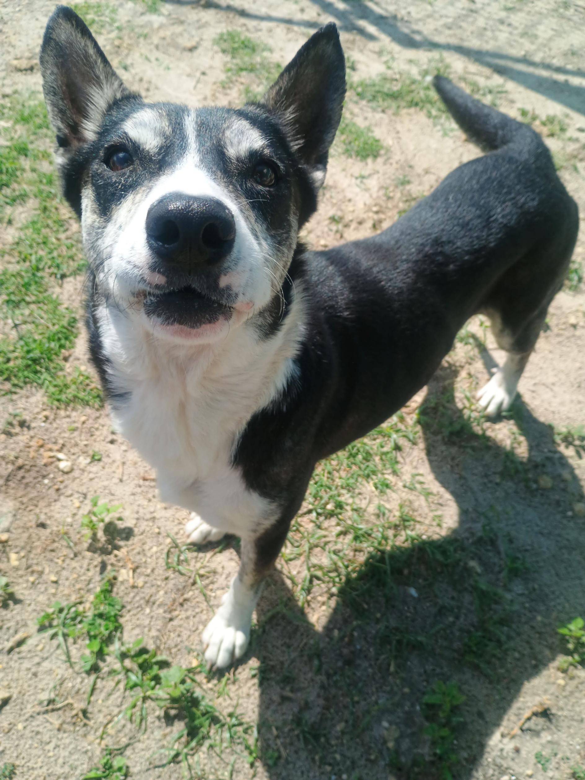 Enlarge Ada, a ADOPTABLE mixed breed in New Port Richey, FL image 1/5