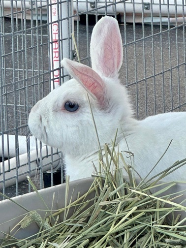 LUV BUN, a Adoptable Dwarf in San Clemente, CA image 1/3