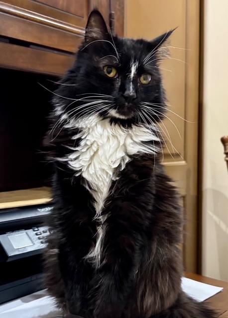 Enlarge Gizmo, a ADOPTABLE Tuxedo in Mesa, AZ image 2/4