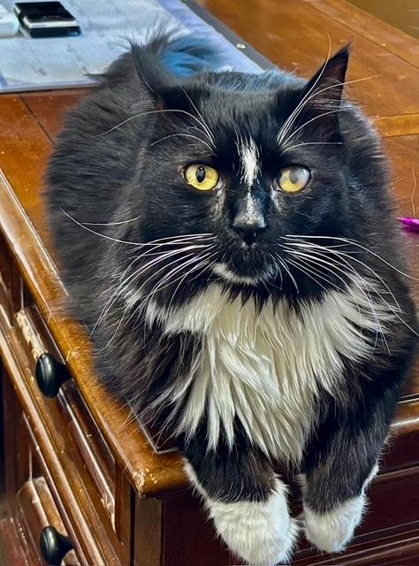 Gizmo, ADOPTABLE, Adult Male Tuxedo.