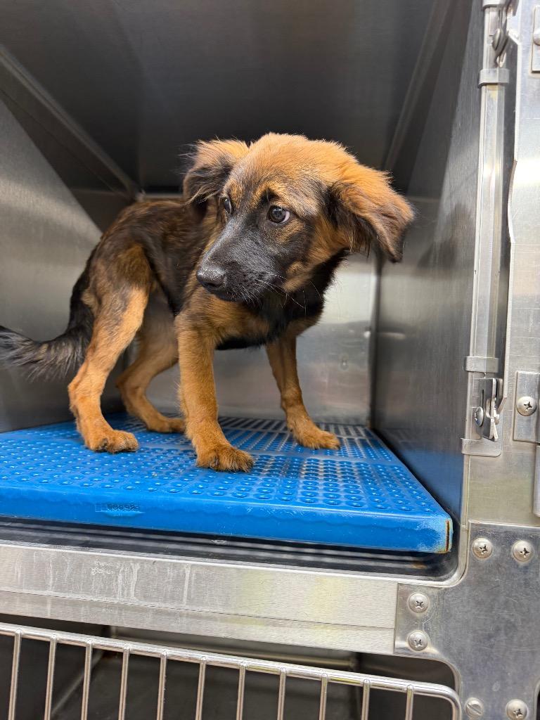 Enlarge Hazel, a Adoptable mixed breed in Nacogdoches, TX image 1/1