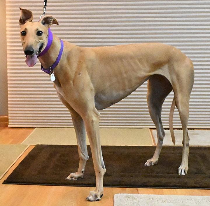Enlarge Luli, a Adoptable Greyhound in Minneapolis, MN image 2/3
