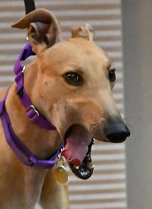 Enlarge Luli, a Adoptable Greyhound in Minneapolis, MN image 3/3