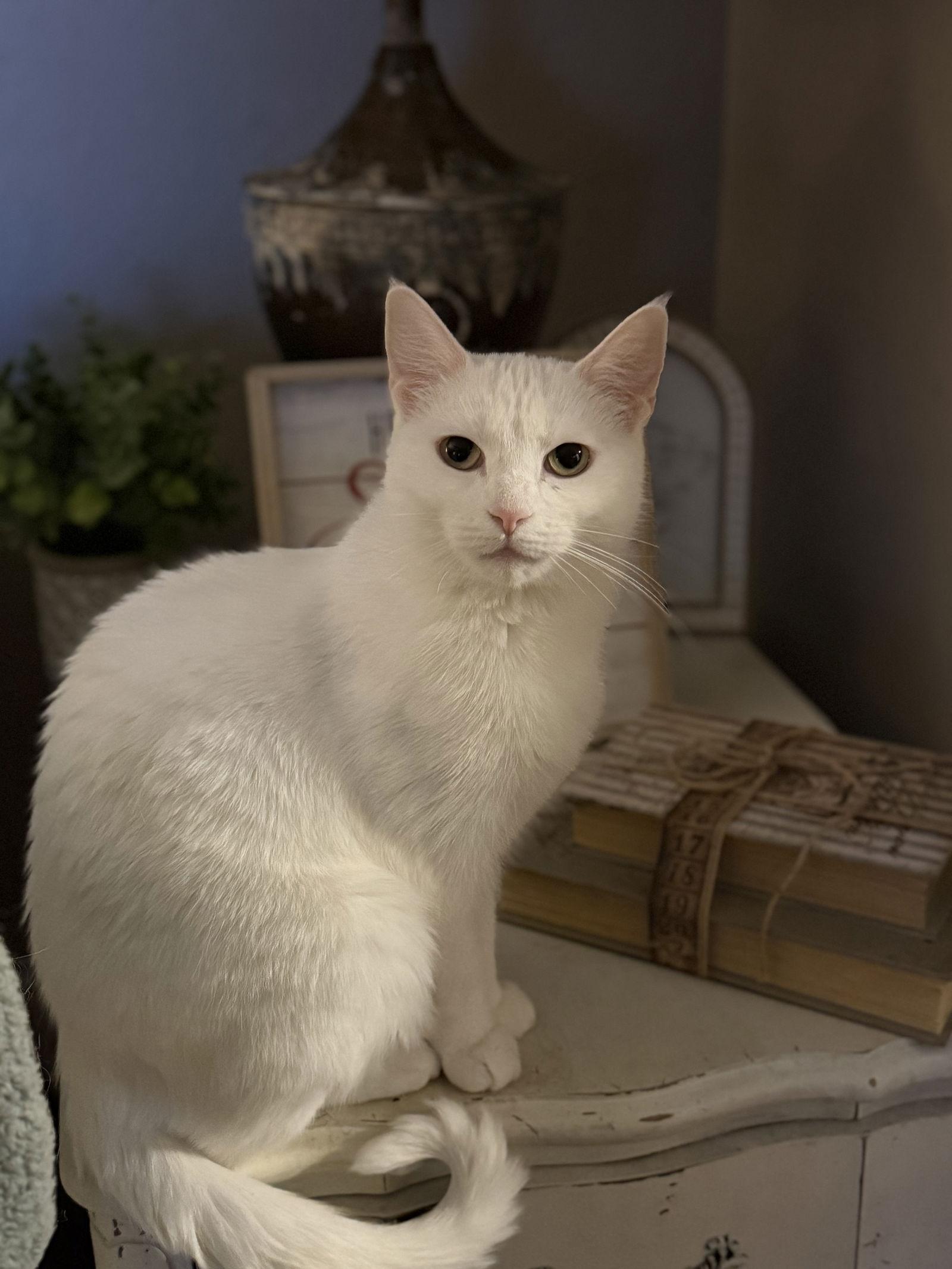 Lovey, Adopted, Adult Female Domestic Short Hair.