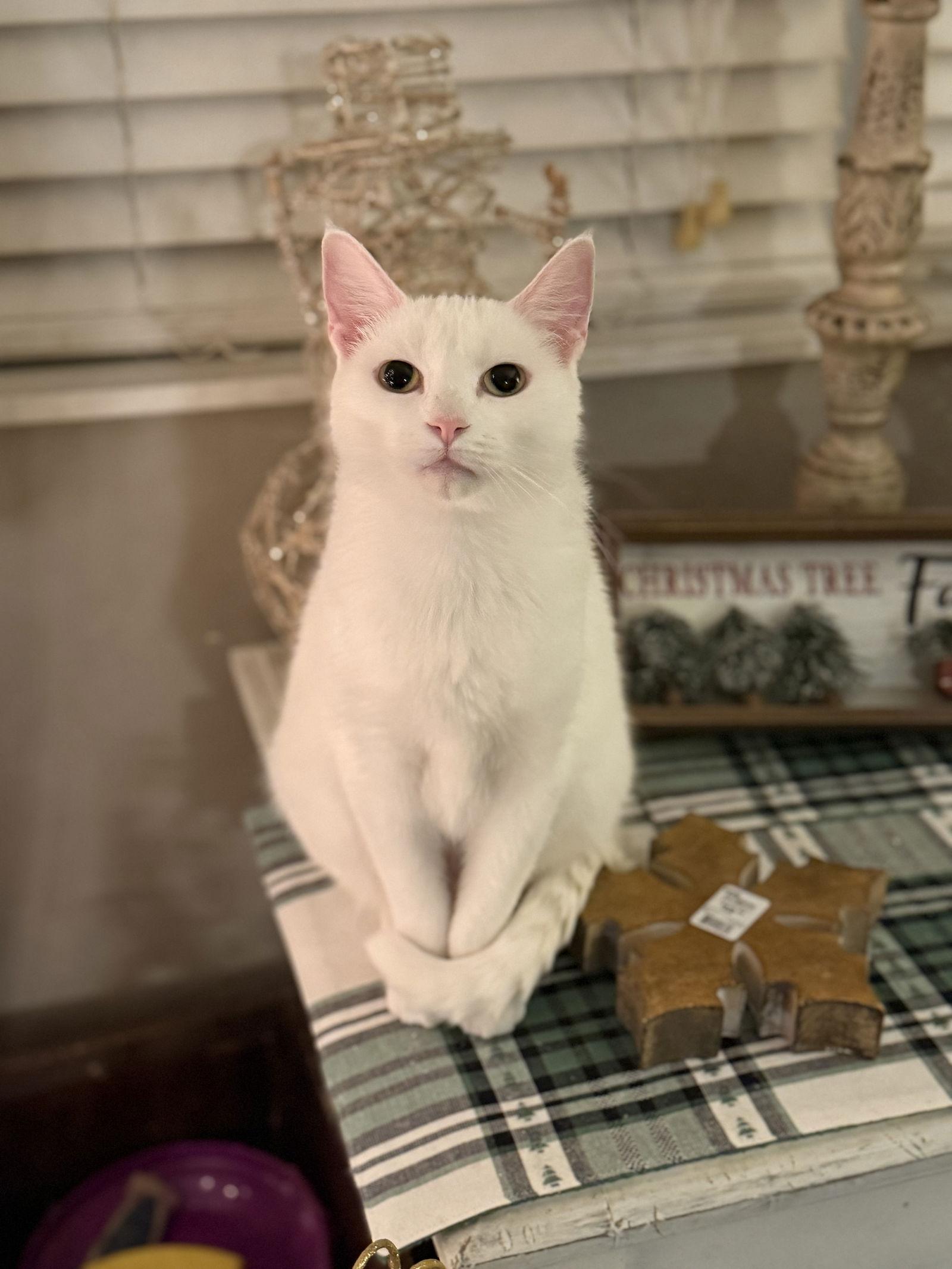 Enlarge Lovey, a Adopted Domestic Short Hair in Fenton, MO image 2/3