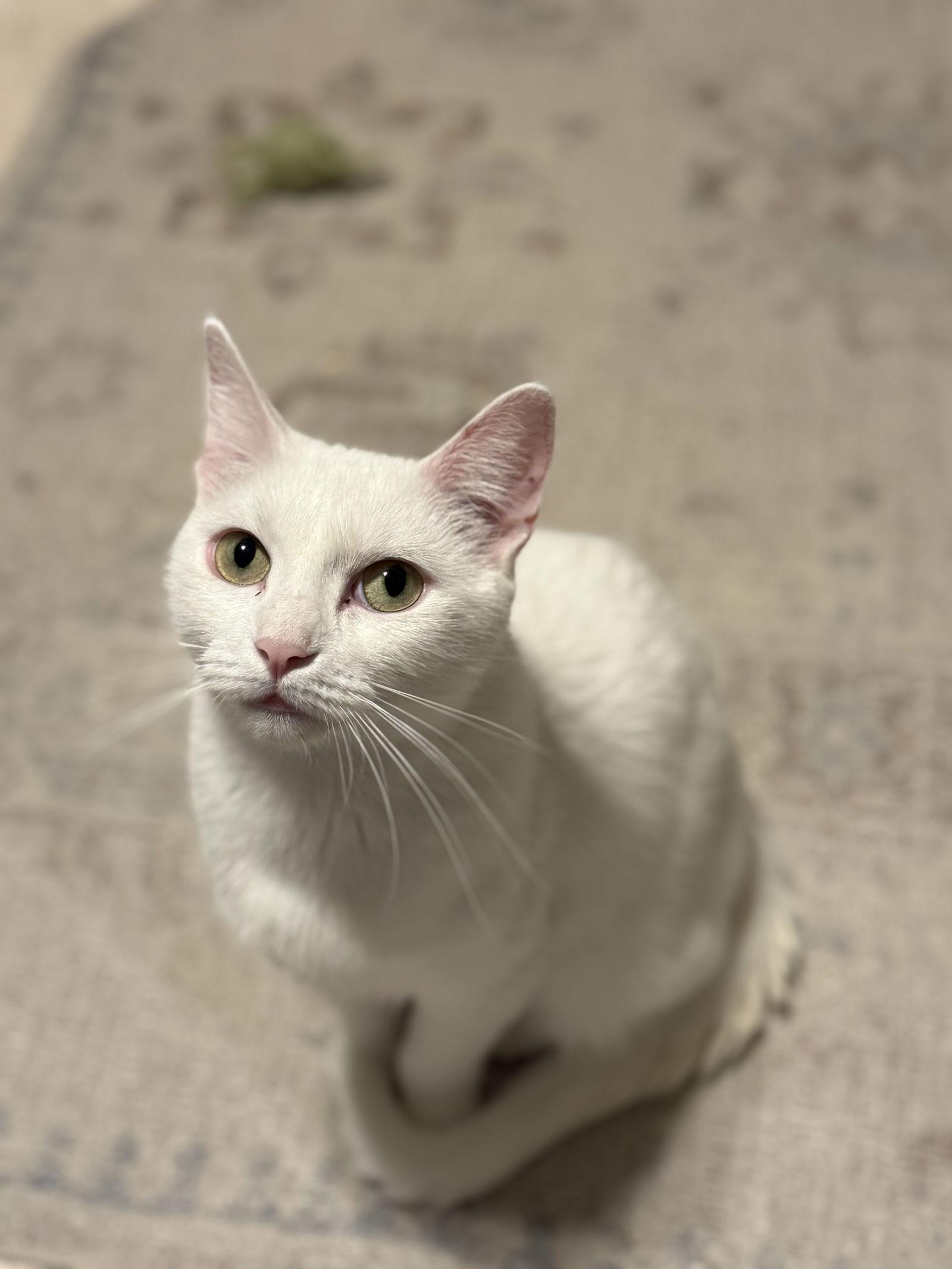 Enlarge Lovey, a Adopted Domestic Short Hair in Fenton, MO image 3/3