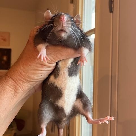 Enlarge Clarity, a ADOPTABLE Rat in Scottsdale, AZ image 2/2