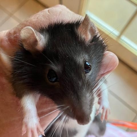Enlarge Clarity, a ADOPTABLE Rat in Scottsdale, AZ image 1/2