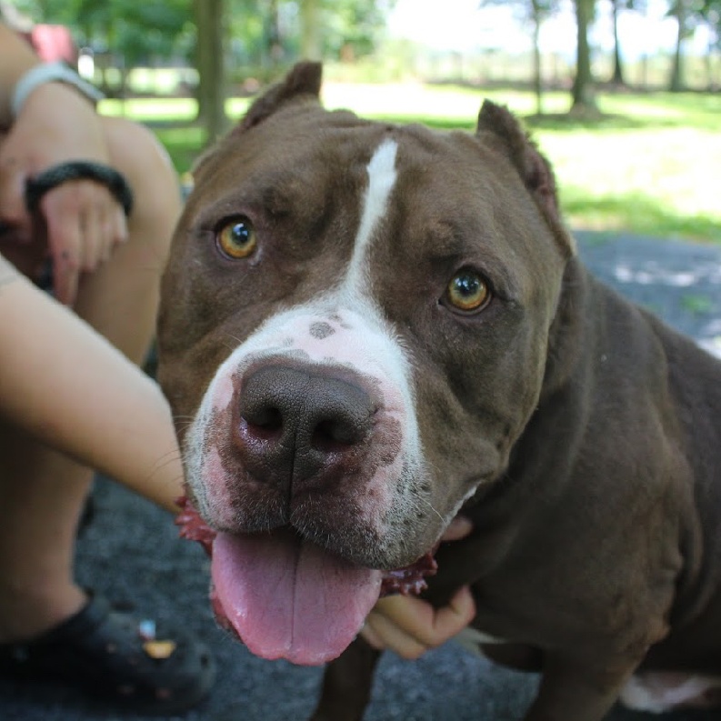 Duke, a Adoptable American Staffordshire Terrier in Myerstown, PA image 1/6