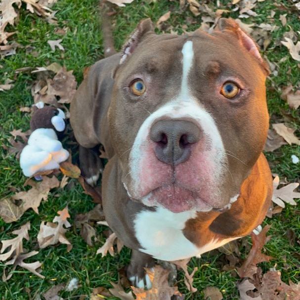 Duke, a Adoptable American Staffordshire Terrier in Myerstown, PA image 4/6