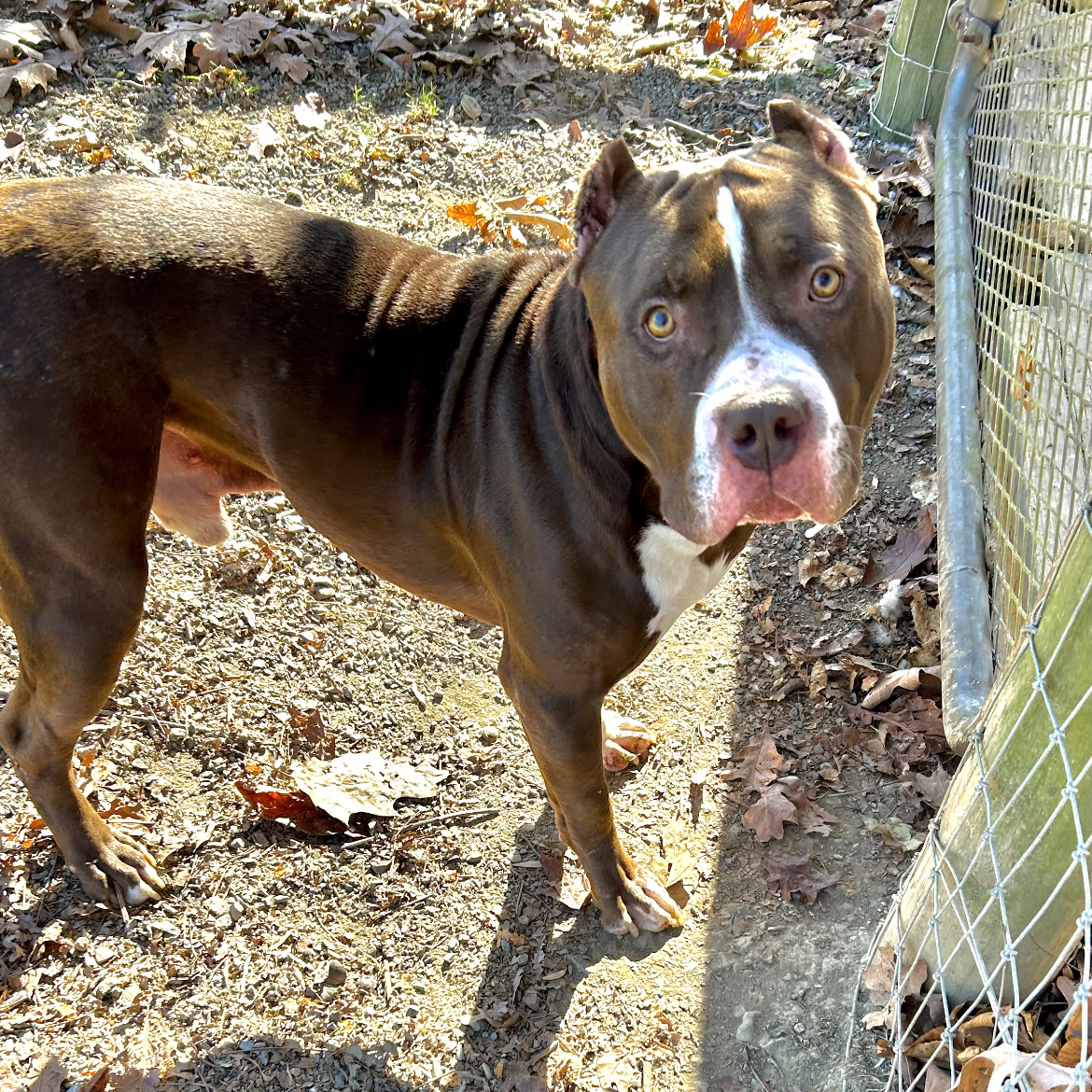Duke, a Adoptable American Staffordshire Terrier in Myerstown, PA image 5/6