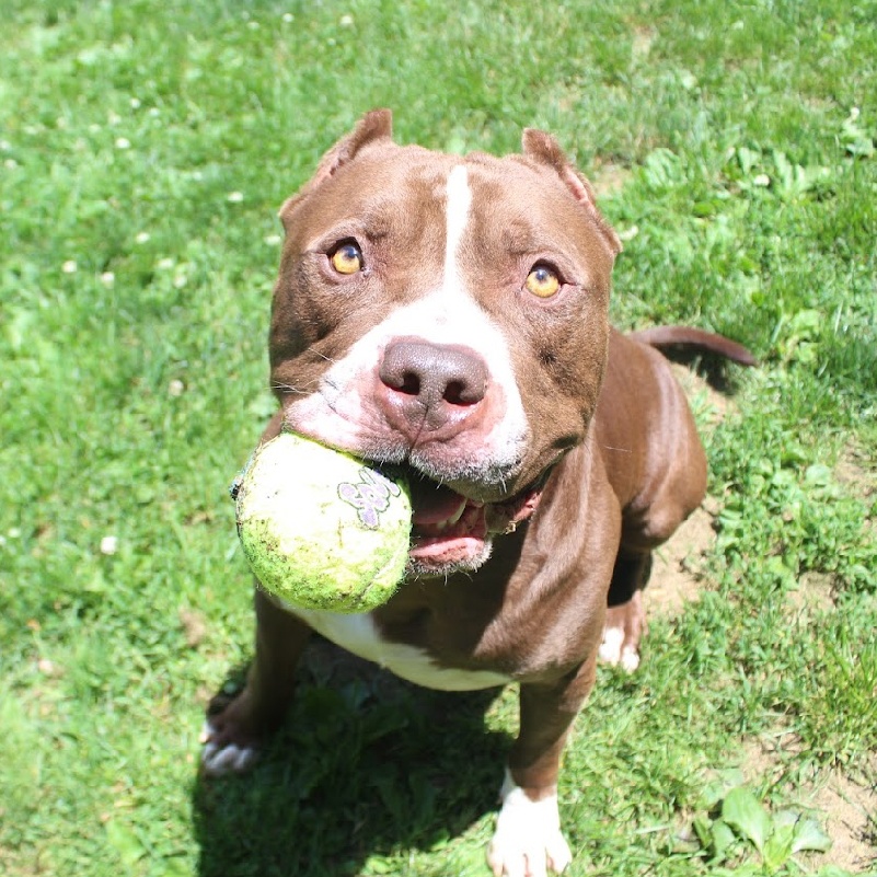 Duke, a Adoptable American Staffordshire Terrier in Myerstown, PA image 2/6