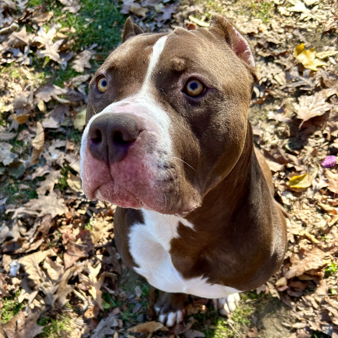 Duke, a Adoptable American Staffordshire Terrier in Myerstown, PA image 6/6