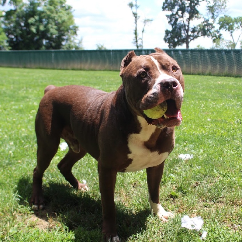 Duke, a Adoptable American Staffordshire Terrier in Myerstown, PA image 3/6