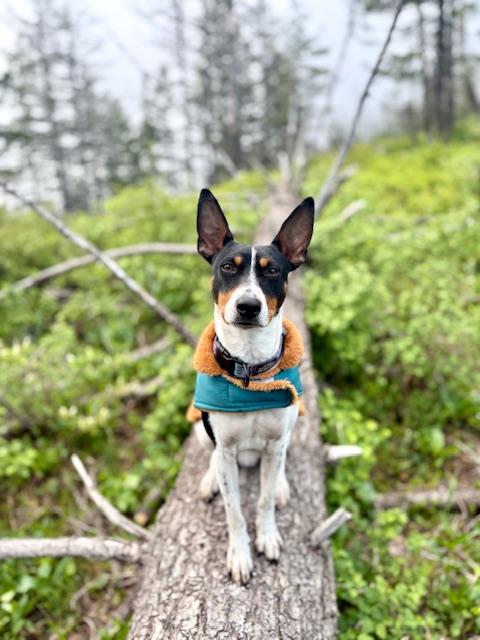 Teddy - active boy, a ADOPTABLE Rat Terrier in Boulder, CO image 1/6