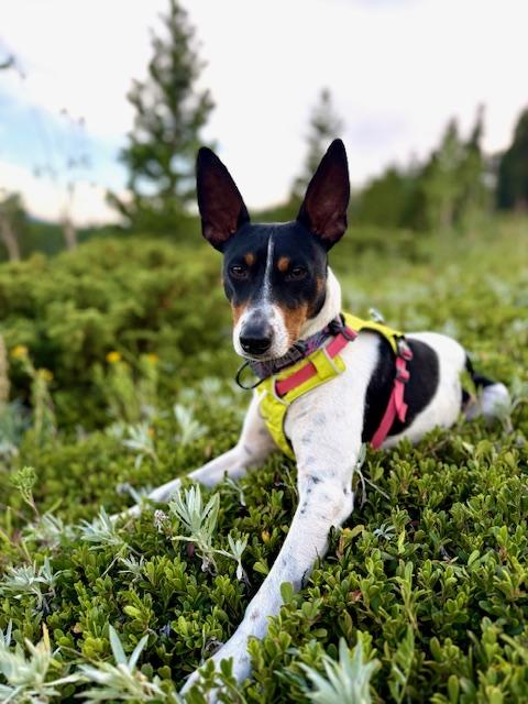 Teddy - active boy, a ADOPTABLE Rat Terrier in Boulder, CO image 4/6