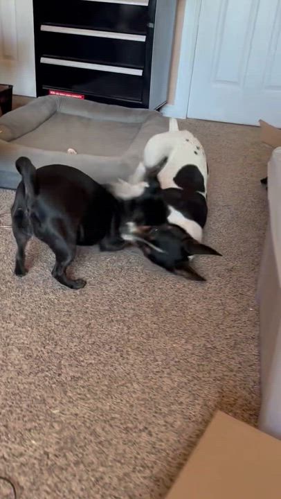 Enlarge Teddy - active boy, a ADOPTABLE Rat Terrier in Boulder, CO video 6/6