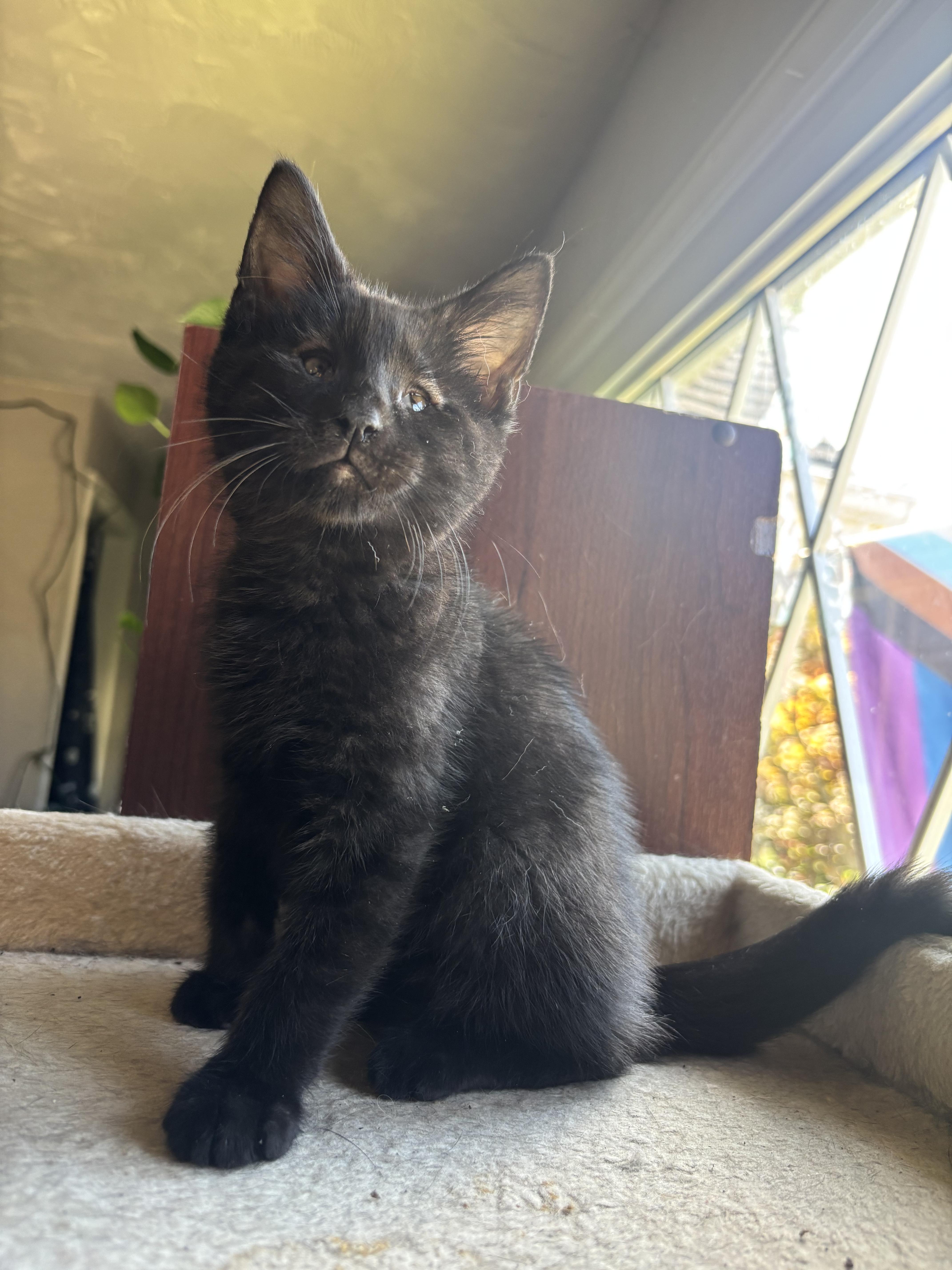 Enlarge Andy Bear, a ADOPTABLE Domestic Short Hair in Haddon Heights, NJ image 1/4