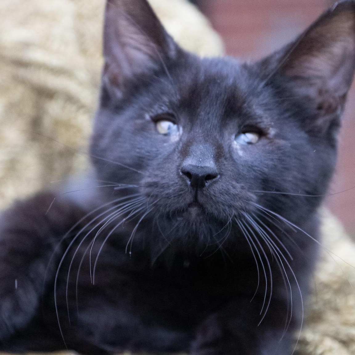 Enlarge Andy Bear, a Adopted Domestic Short Hair in Haddon Heights, NJ image 2/6