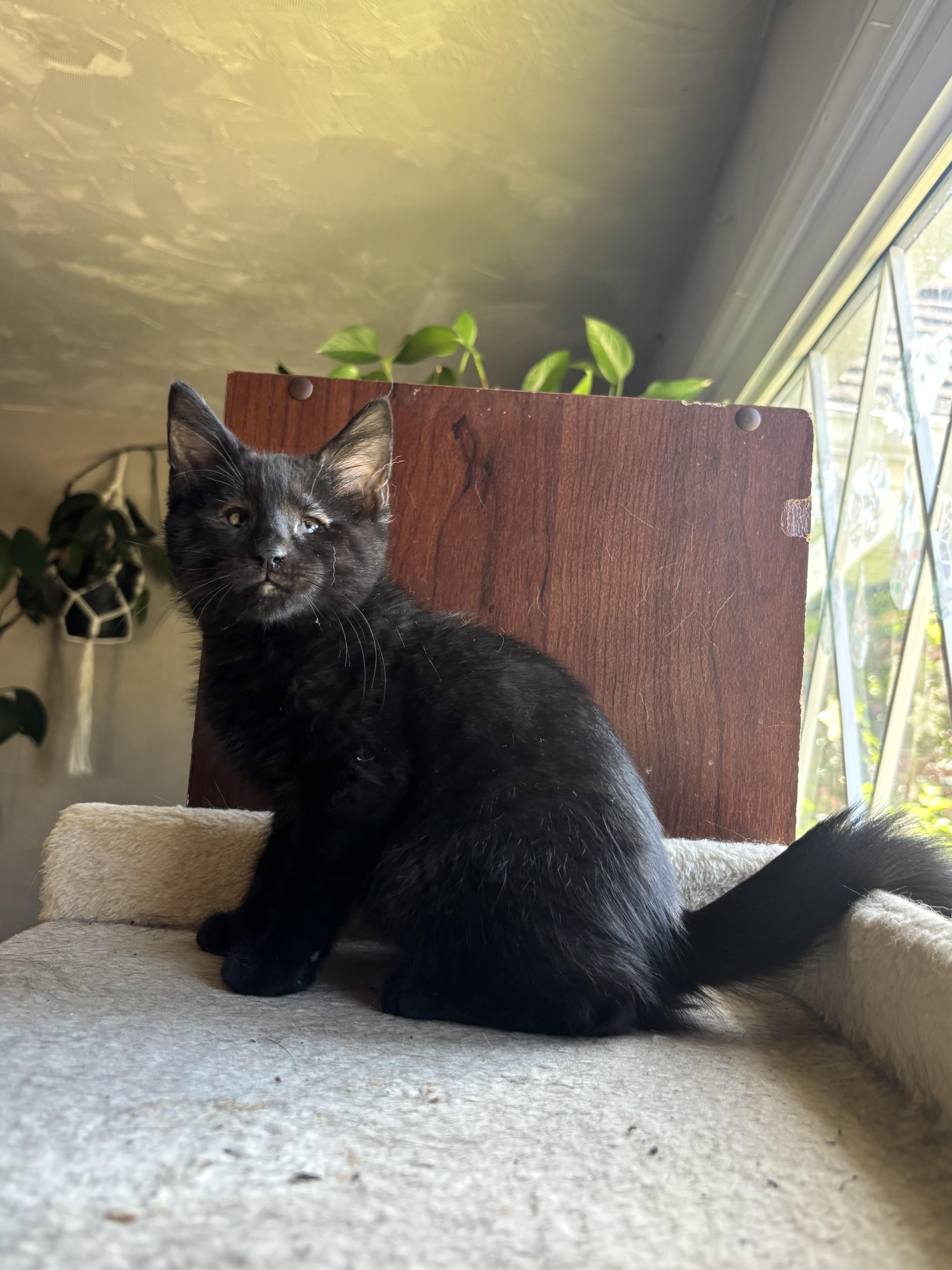 Enlarge Andy Bear, a ADOPTABLE Domestic Short Hair in Haddon Heights, NJ image 3/4