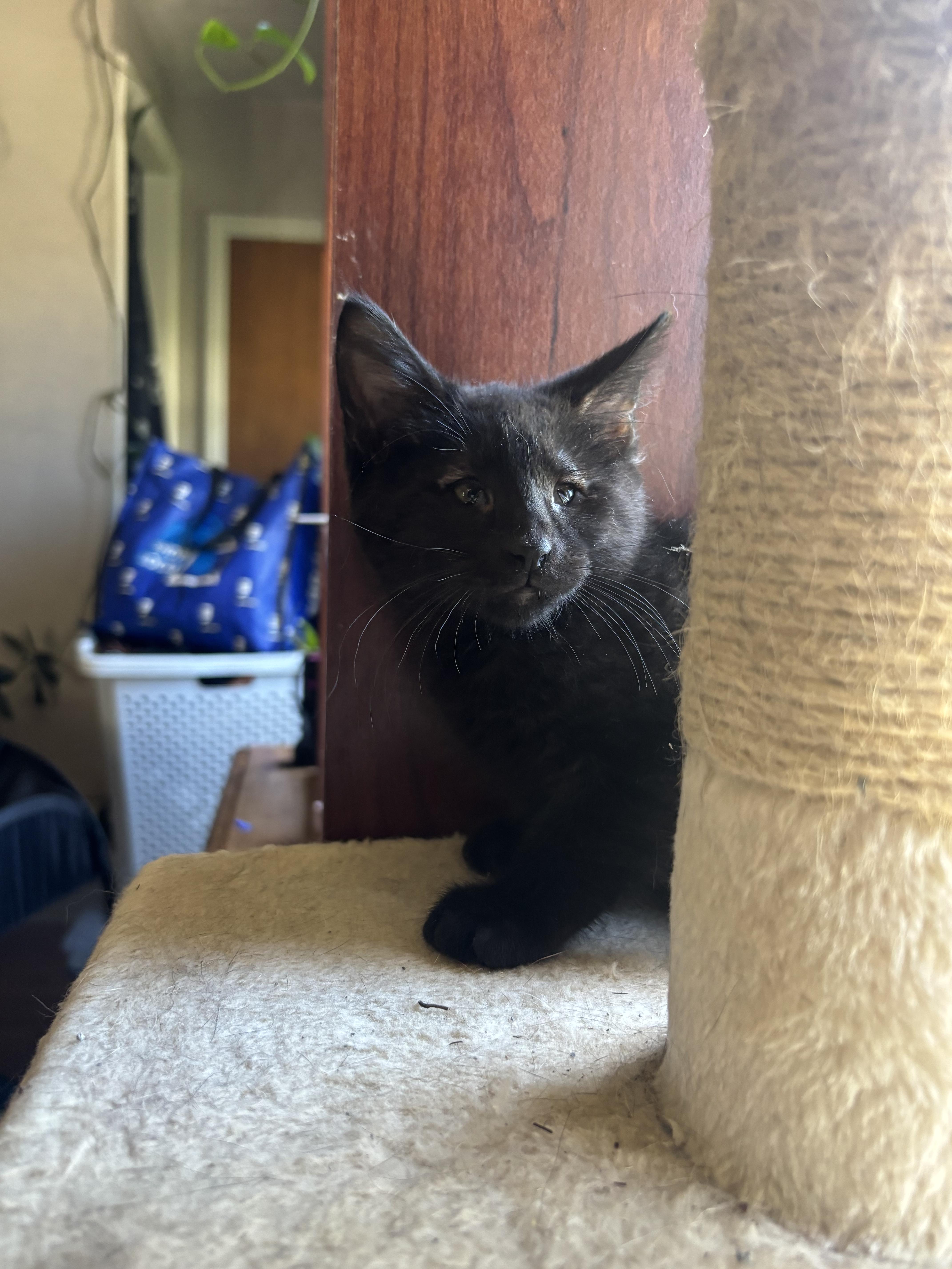 Enlarge Andy Bear, a ADOPTABLE Domestic Short Hair in Haddon Heights, NJ image 4/4
