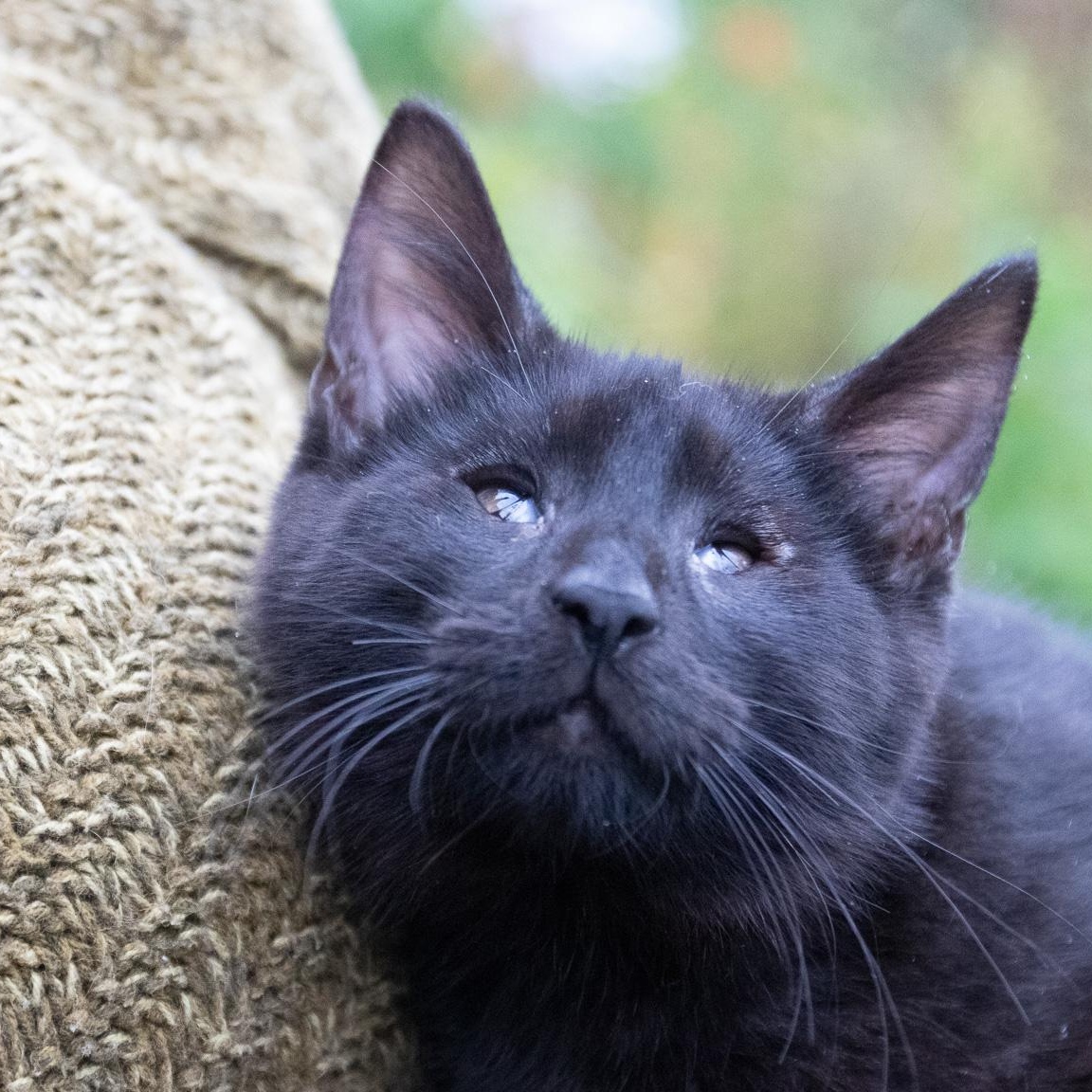 Enlarge Andy Bear, a Adopted Domestic Short Hair in Haddon Heights, NJ image 1/6